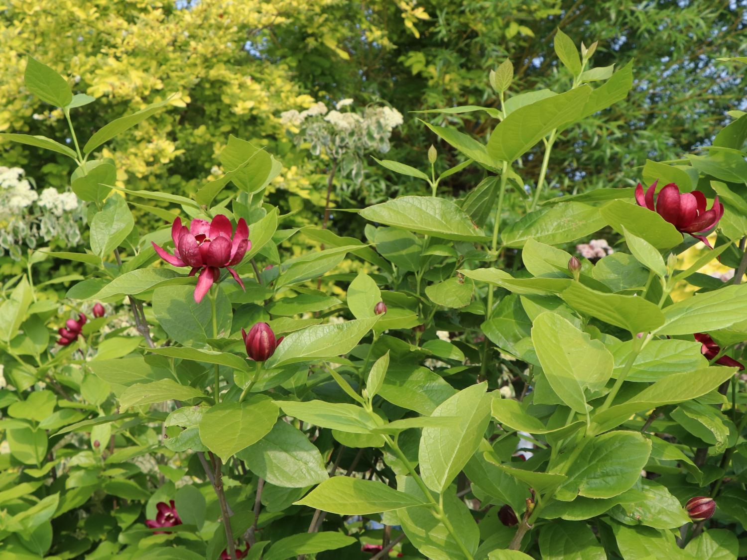 Lorbeerartige (Laurales)