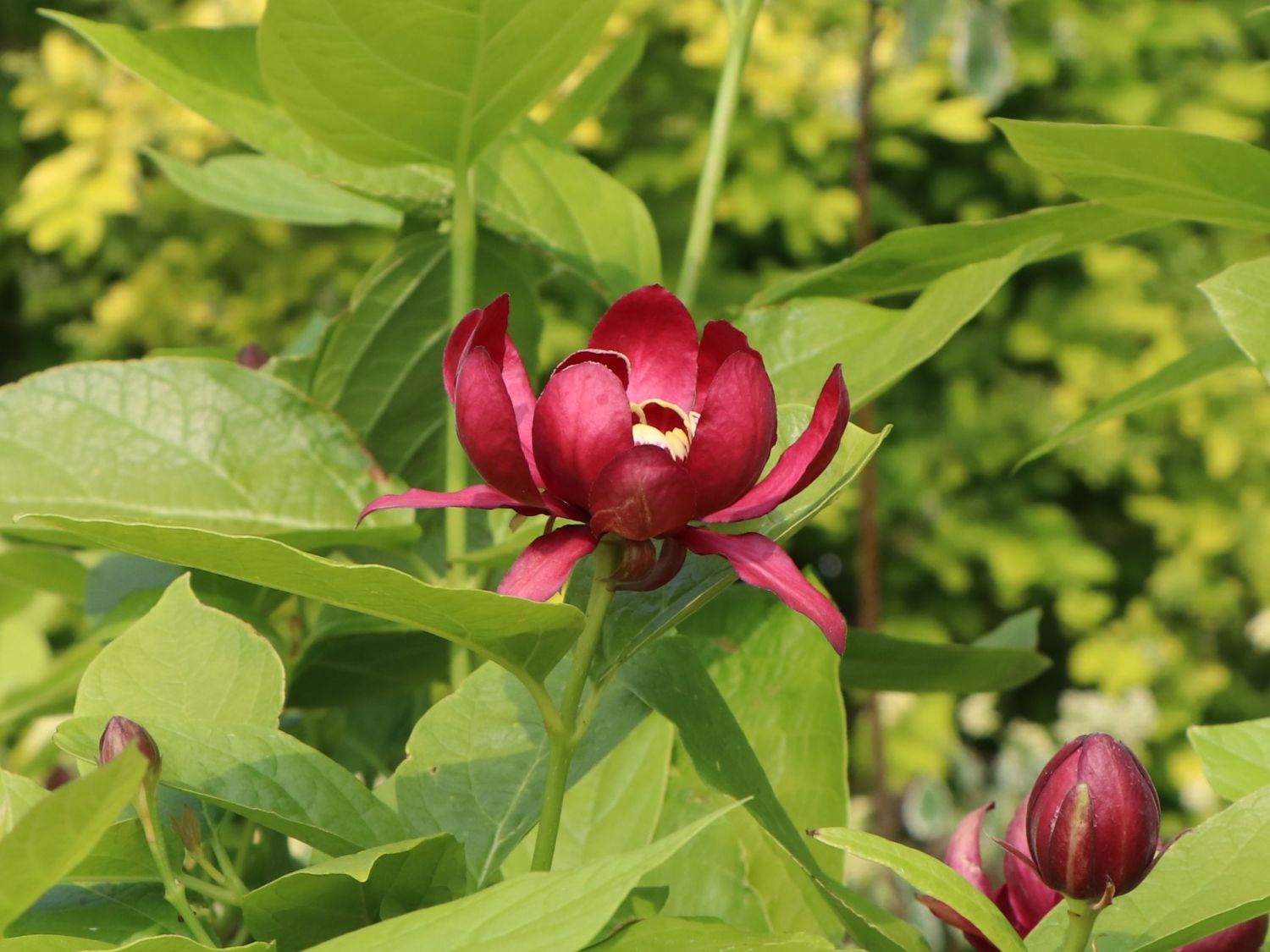 Gewürzstrauch 'Aphrodite' - Calycanthus floridus 'Aphrodite'