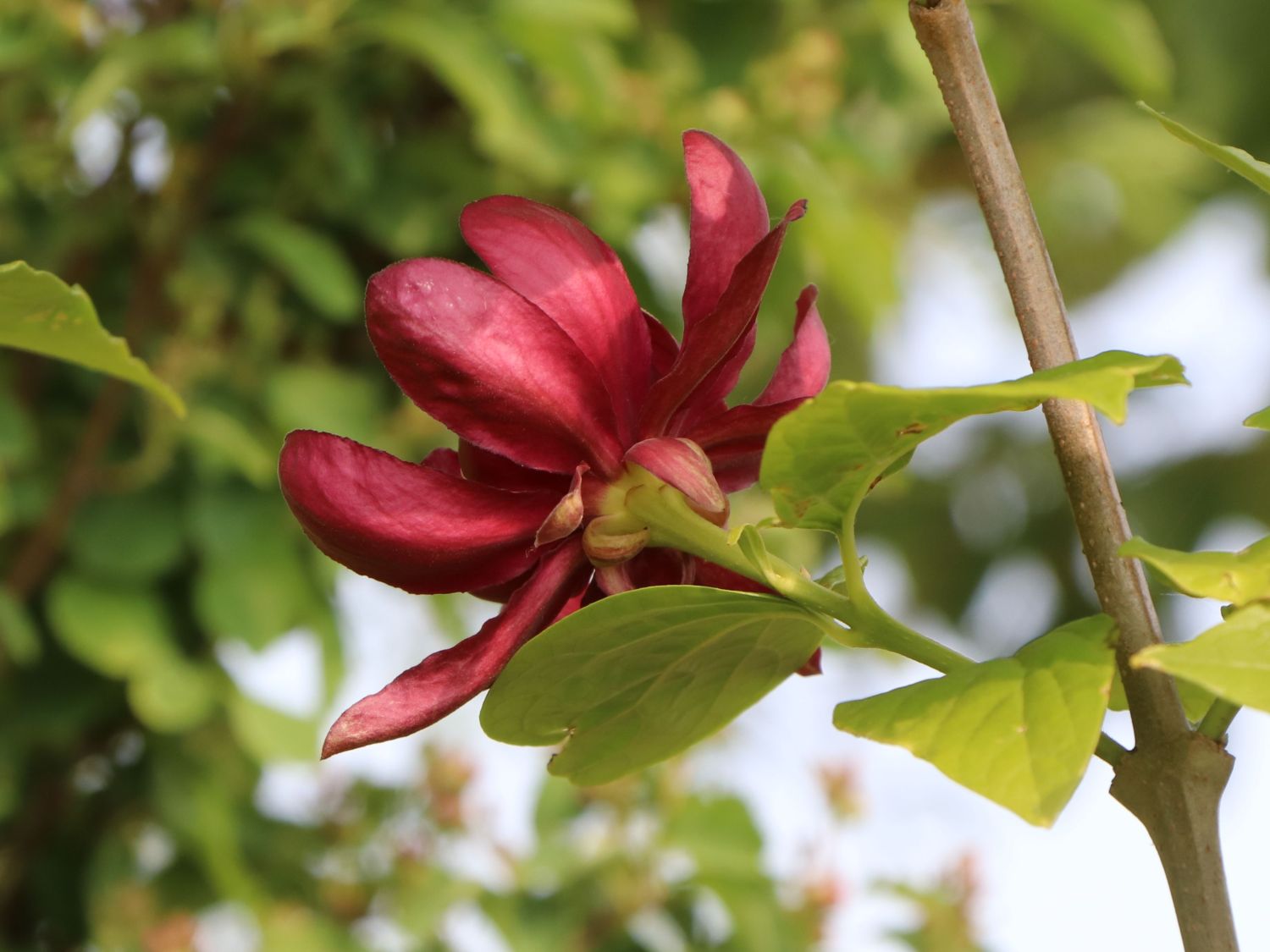 Gewürzstrauch 'Aphrodite' - Calycanthus floridus 'Aphrodite'