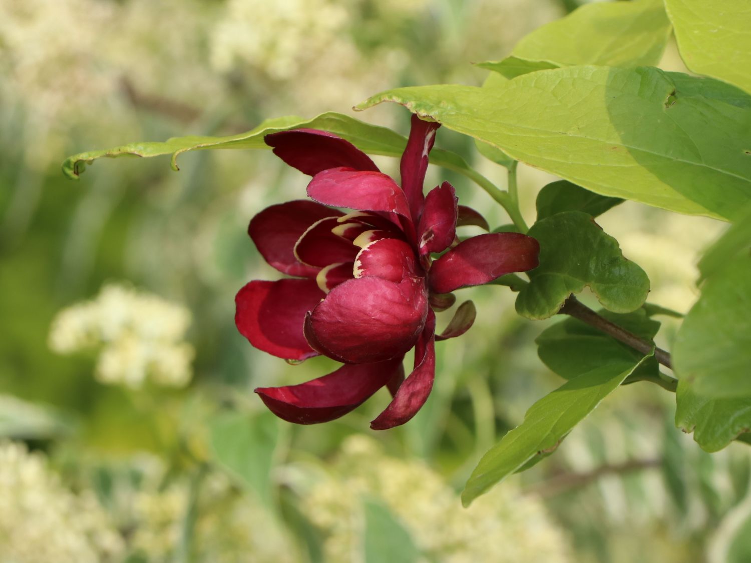 Gewürzstrauch 'Aphrodite' - Calycanthus floridus 'Aphrodite'