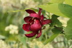 Gewürzstrauch 'Aphrodite' - Calycanthus floridus 'Aphrodite'