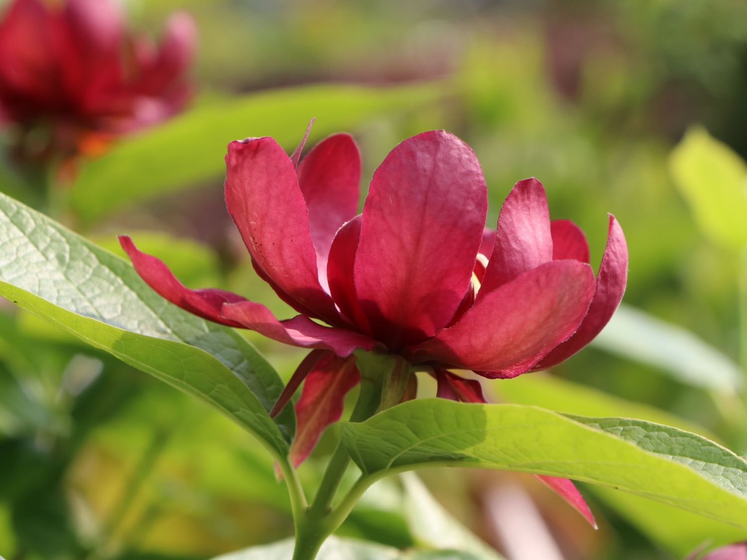 Gewürzstrauch 'Aphrodite' - Calycanthus floridus 'Aphrodite'