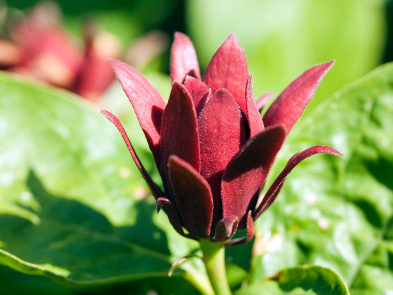 Gewürzstrauchgewächse (Calycanthaceae)