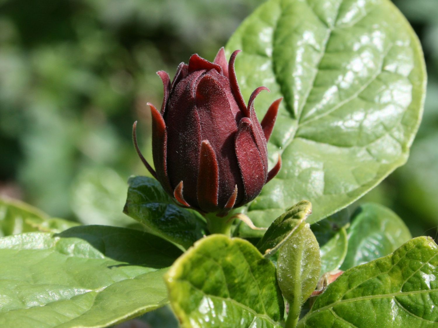 Gewürzsträucher (Calycanthus)