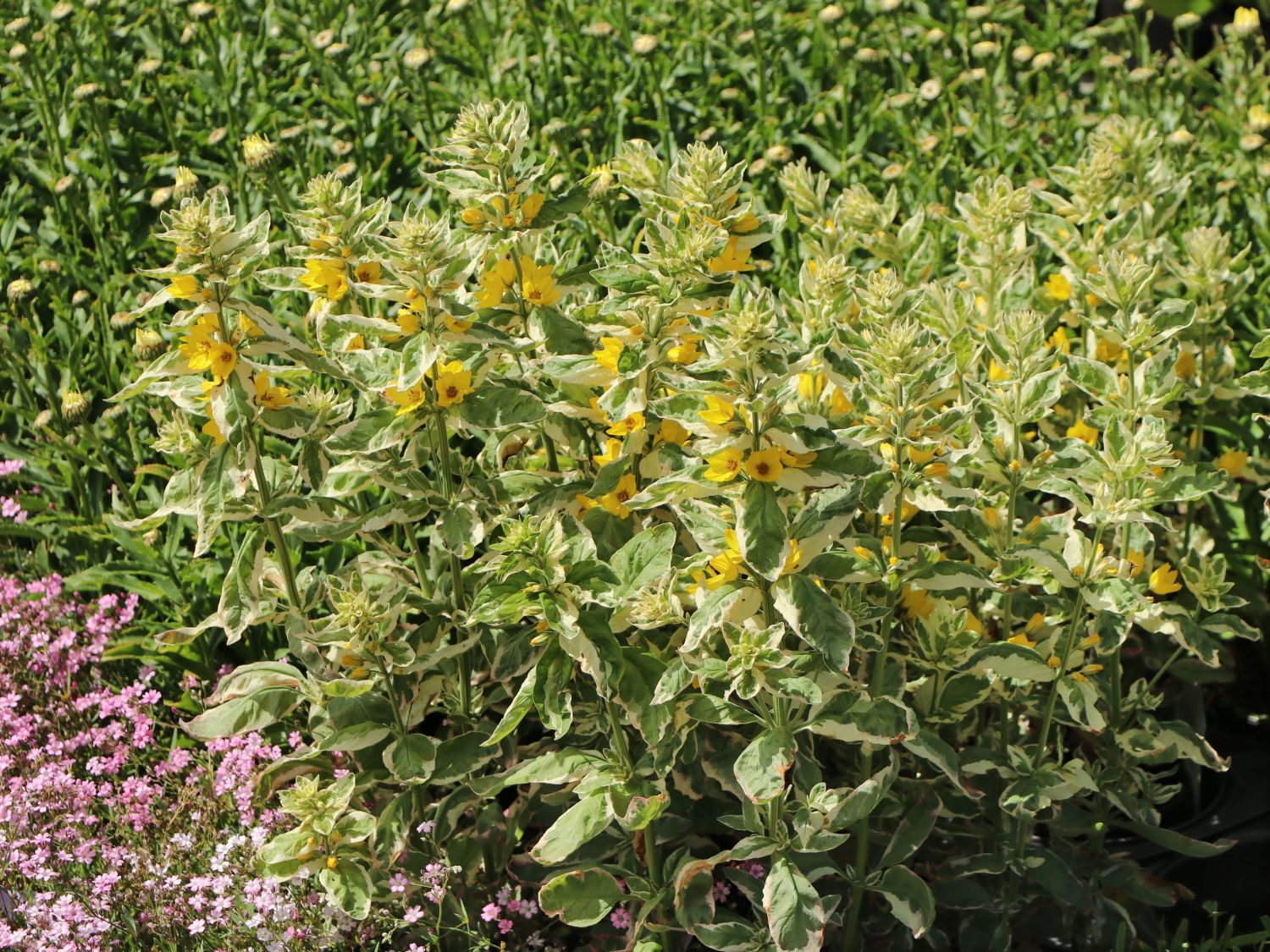 Gilbweiderich 'Alexander'