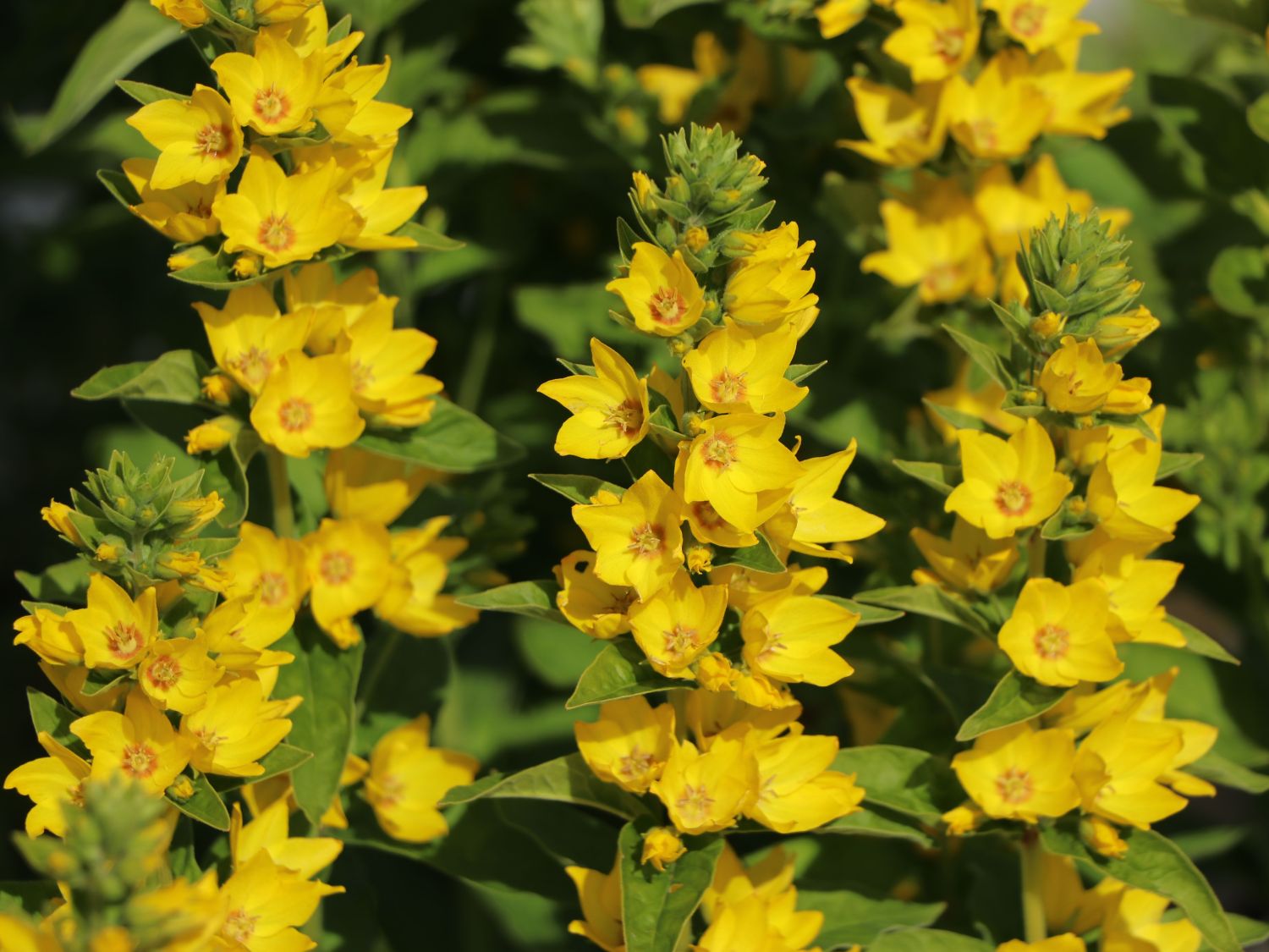 Gilbweiderich 'Hometown Hero'