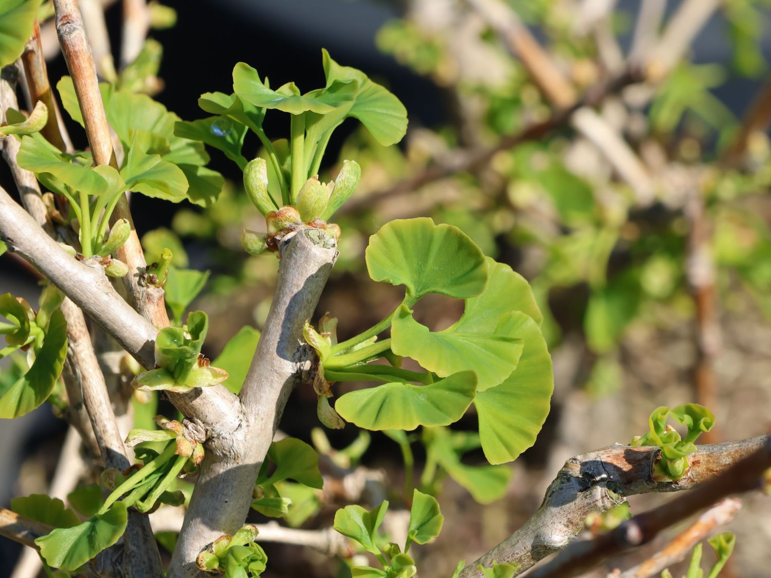 Ginkgo 'Groove High'