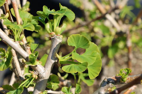 Ginkgo 'Groove High' - Ginkgo biloba 'Groove High'