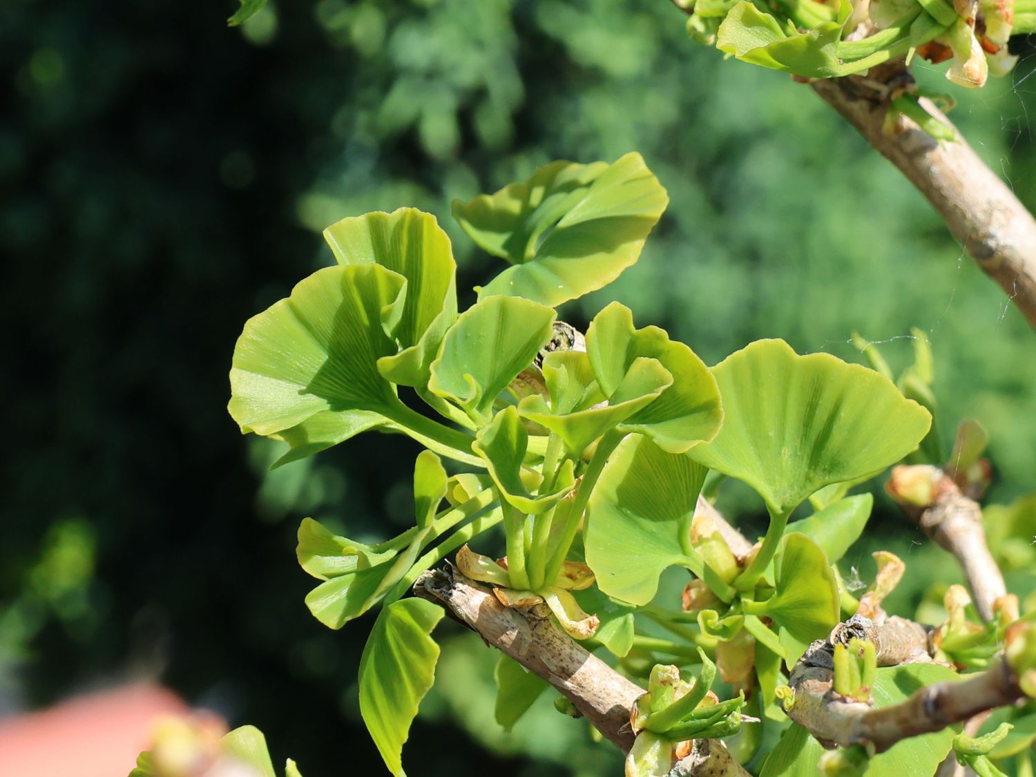 Ginkgo 'Groove High' - Ginkgo biloba 'Groove High'