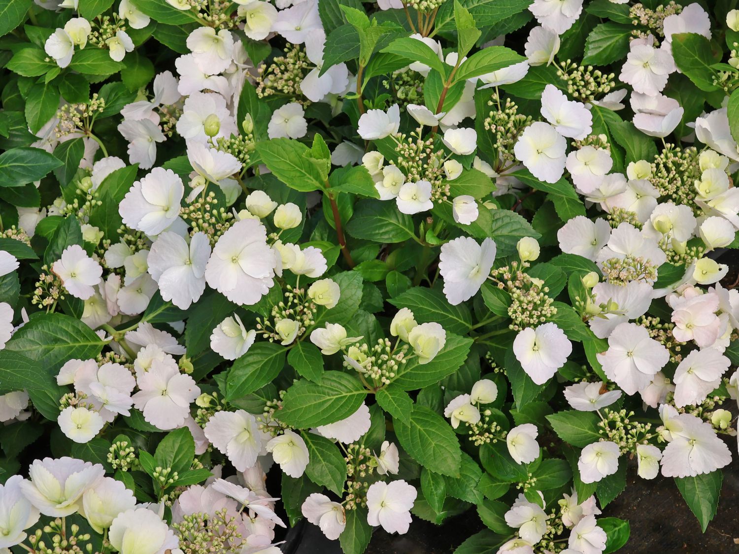 Girlanden-Hortensie 'Runaway Bride'  ®