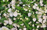 Girlanden-Hortensie 'Runaway Bride'  ®