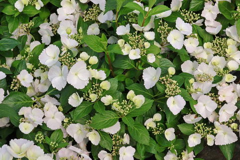 Girlanden-Hortensie 'Runaway Bride' ® - Hydrangea macrophylla 'Runaway Bride' ®