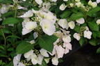 Girlanden-Hortensie 'Runaway Bride' ® - Hydrangea macrophylla 'Runaway Bride' ®