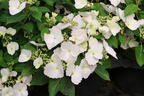 Girlanden-Hortensie 'Runaway Bride' ® - Hydrangea macrophylla 'Runaway Bride' ®