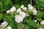 Girlanden-Hortensie 'Runaway Bride' ® - Hydrangea macrophylla 'Runaway Bride' ®