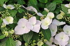Girlanden-Hortensie 'Runaway Bride' ® - Hydrangea macrophylla 'Runaway Bride' ®