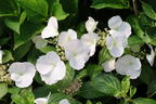 Girlanden-Hortensie 'Runaway Bride' ® - Hydrangea macrophylla 'Runaway Bride' ®