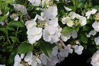 Girlanden-Hortensie 'Runaway Bride' ® - Hydrangea macrophylla 'Runaway Bride' ®