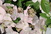 Girlanden-Hortensie 'Runaway Bride' ® - Hydrangea macrophylla 'Runaway Bride' ®