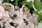 Girlanden-Hortensie 'Runaway Bride' ® - Hydrangea macrophylla 'Runaway Bride' ®