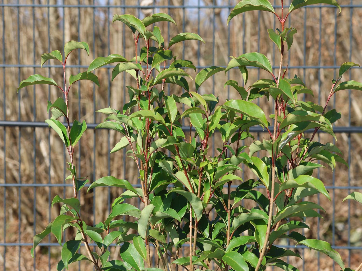Glänzender Liguster 'Green Screen'