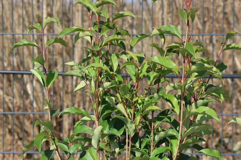 Glänzender Liguster 'Green Screen' - Ligustrum lucidum 'Green Screen'