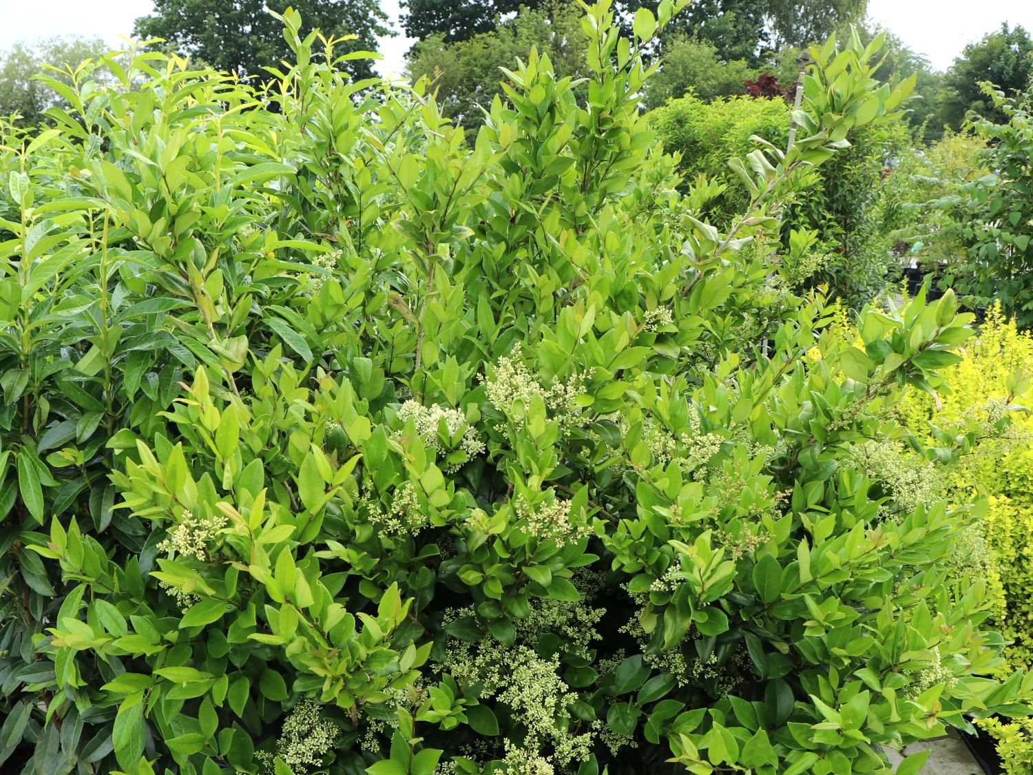 Glänzender Liguster