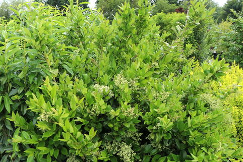 Glänzender Liguster - Ligustrum lucidum