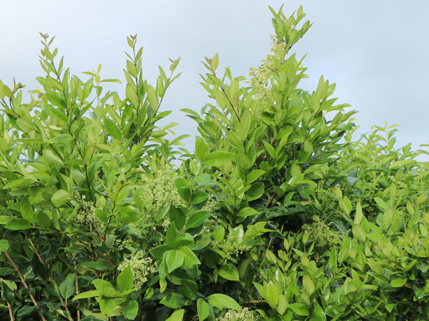 Glänzender Liguster - Ligustrum lucidum