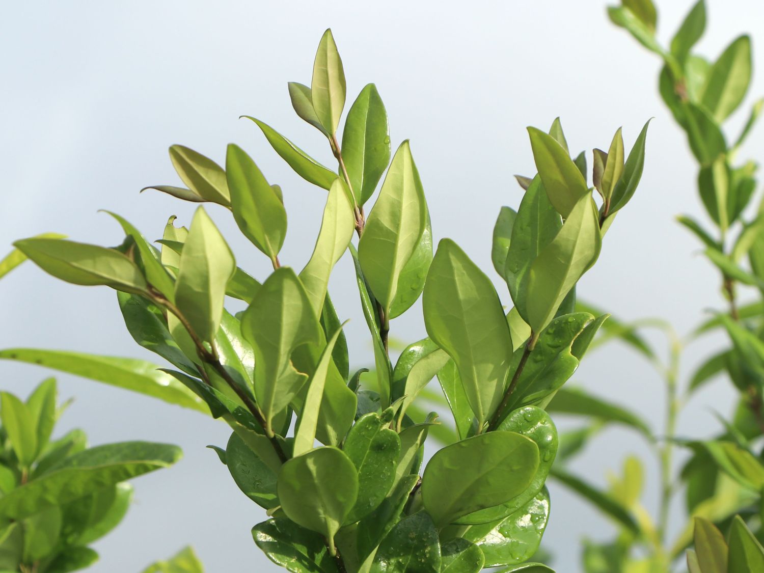 Glänzender Liguster - Ligustrum lucidum