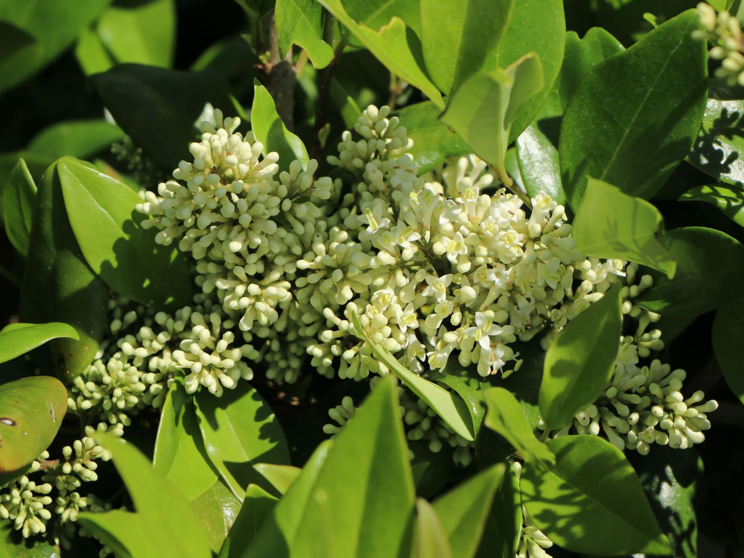 Glänzender Liguster - Ligustrum lucidum