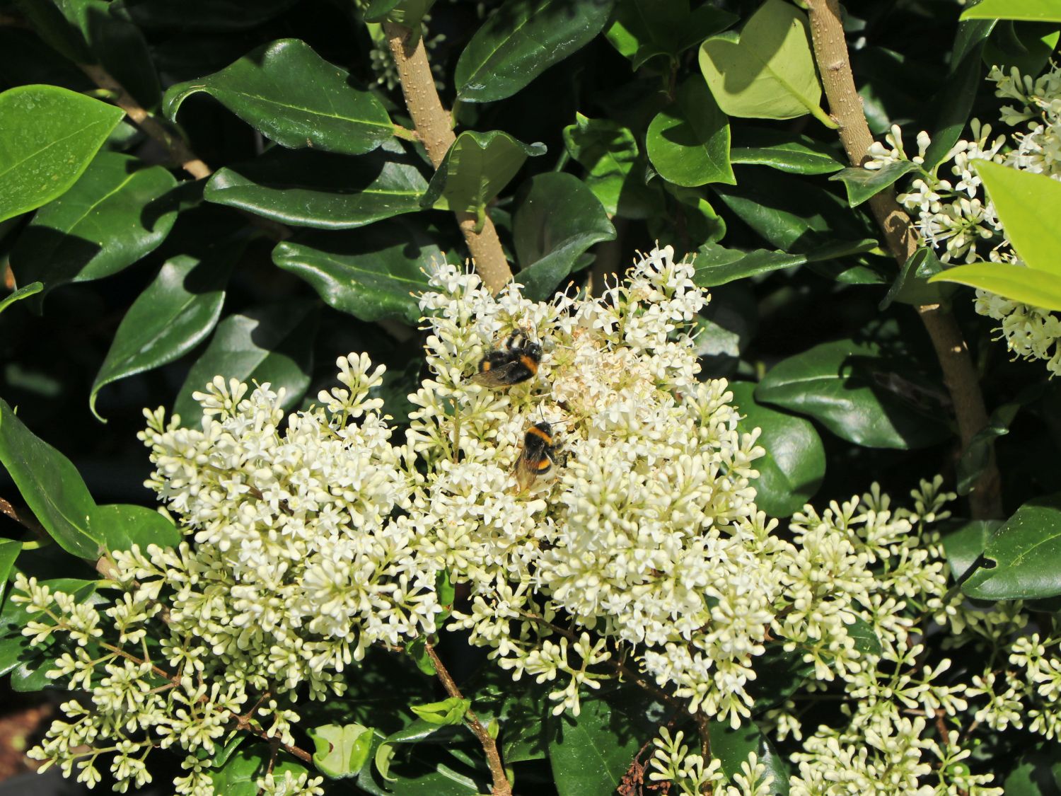 Glänzender Liguster - Ligustrum lucidum