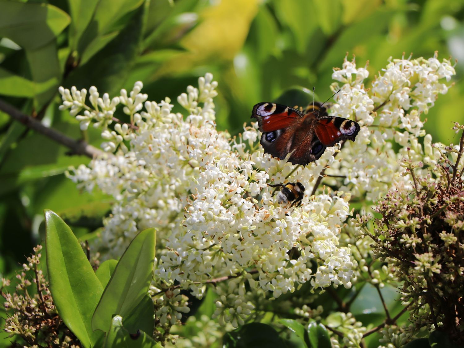 Glänzender Liguster - Ligustrum lucidum
