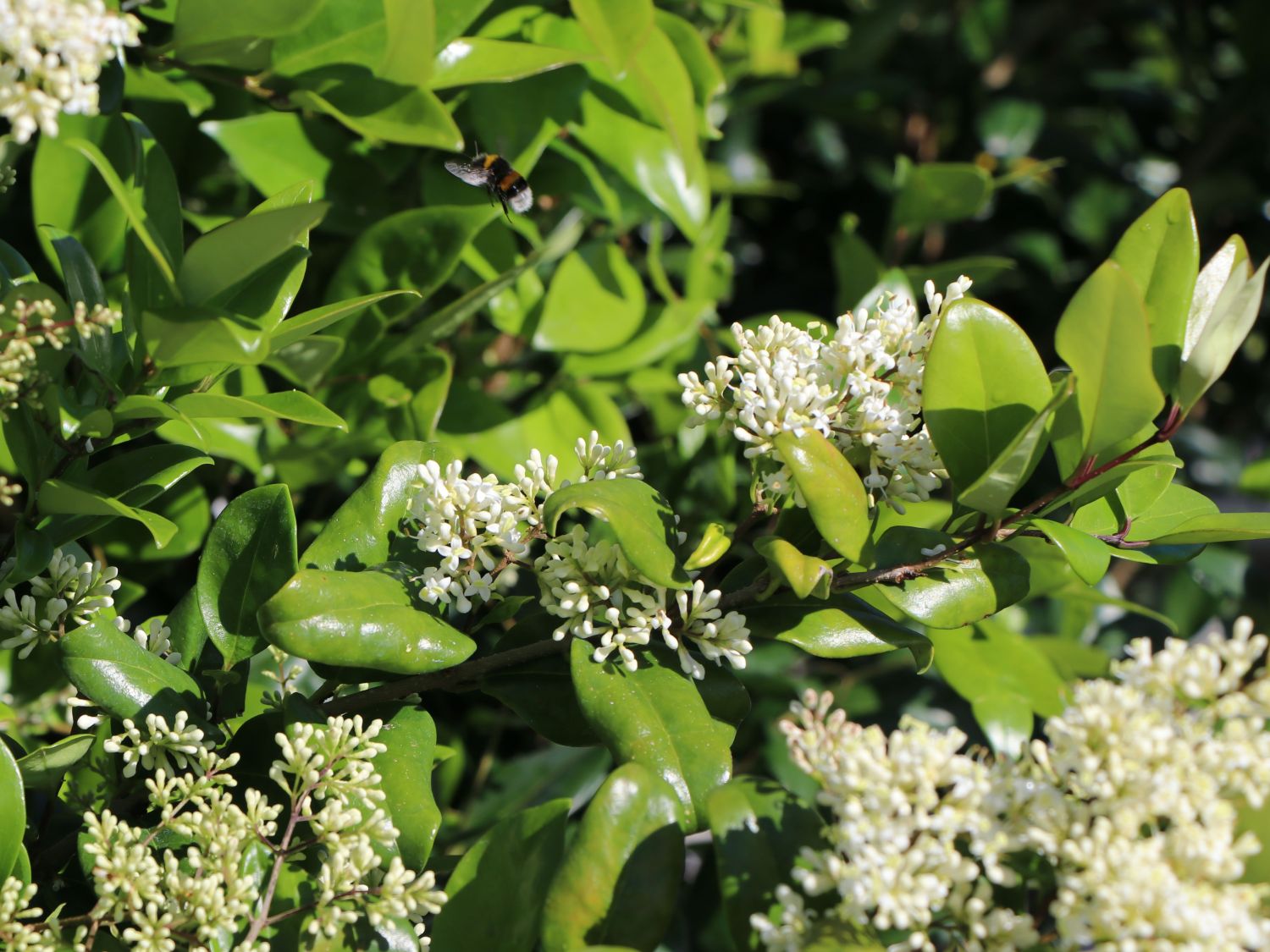 Glänzender Liguster - Ligustrum lucidum