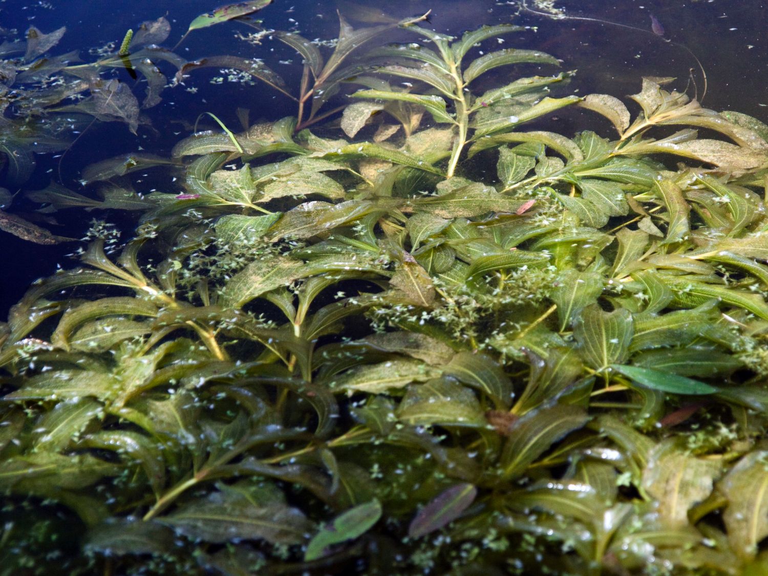 Laichkrautgewächse (Potamogetonaceae)