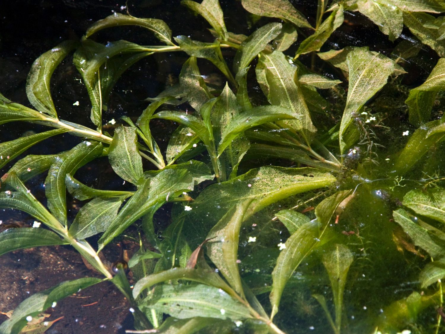 Laichkräuter (Potamogeton)