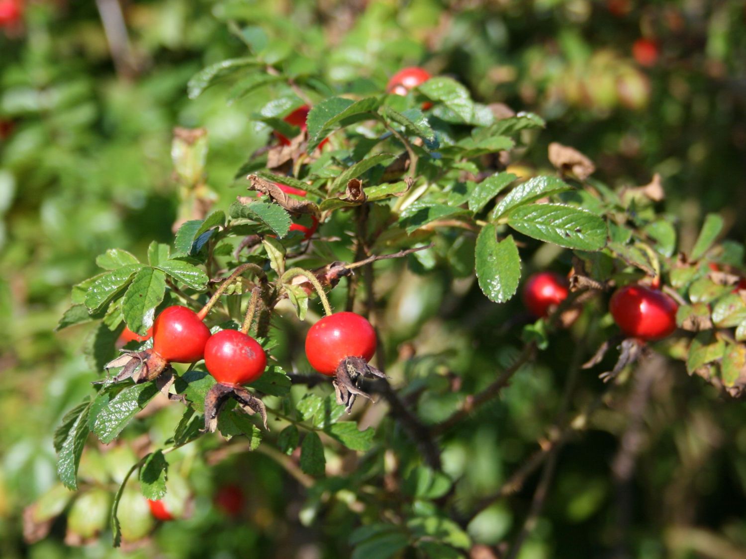 Glanz-Apfelrose / Niedrige Strandrose / Böschungsrose
