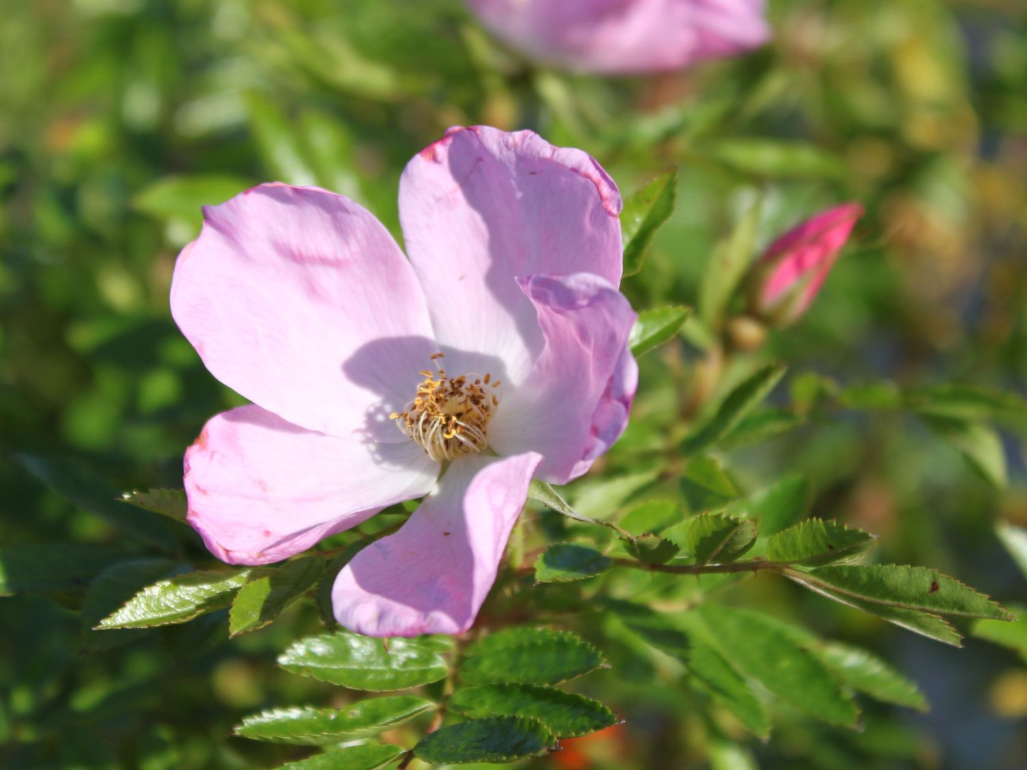 Kartoffelrose Pflanze Strandrose (Rosa Rugosa) Wei? Produktbild-Vorschau 10