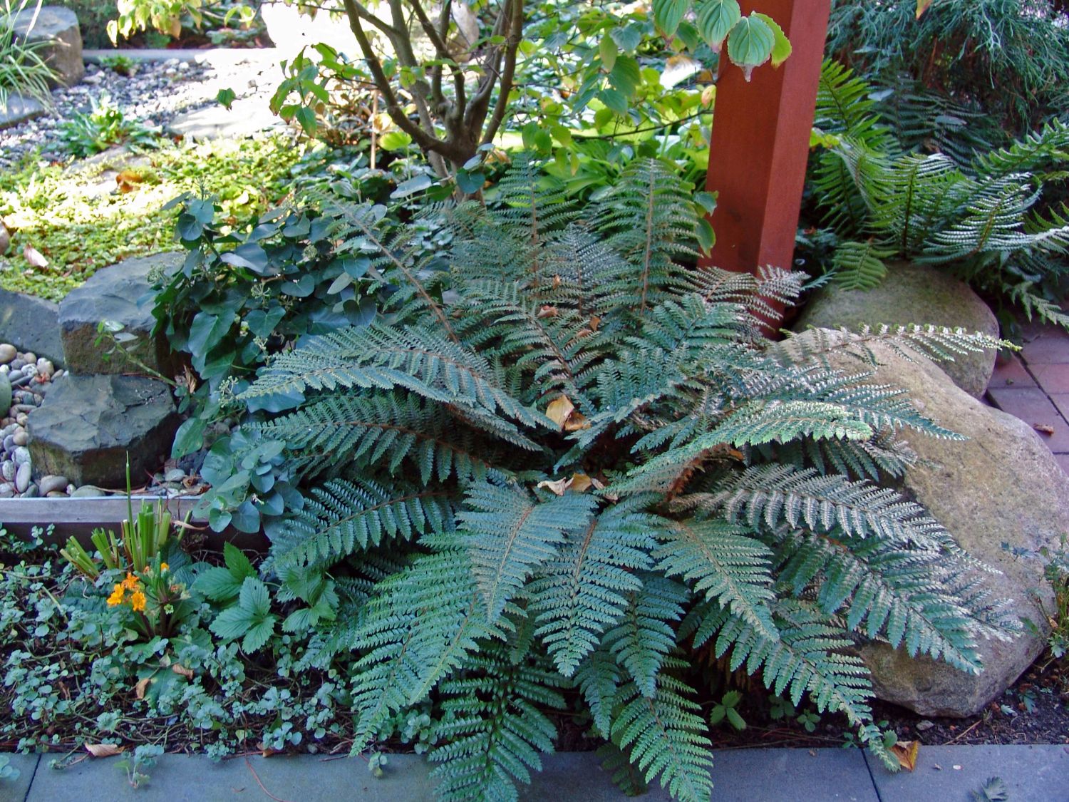 Glanz-Schildfarn - Polystichum aculeatum