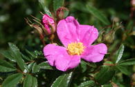 Glanzblättrige Rose