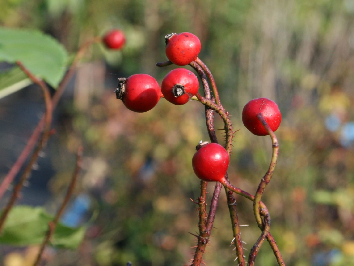 Glanzblättrige Rose - Rosa nitida