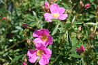 Glanzblättrige Rose - Rosa nitida