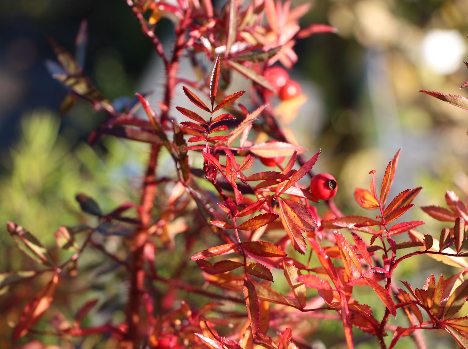 Glanzblättrige Rose - Rosa nitida