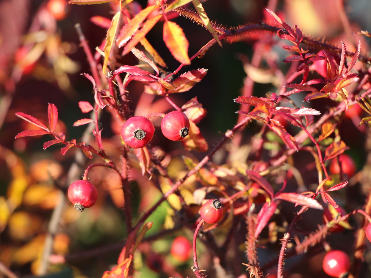 Glanzblättrige Rose - Rosa nitida