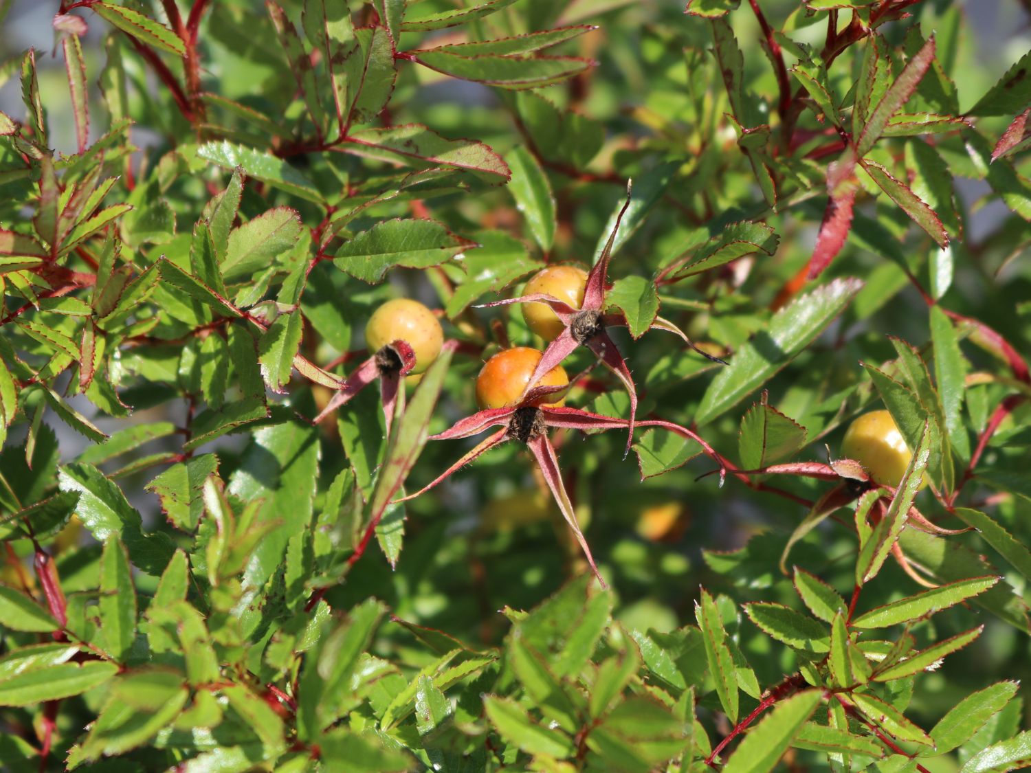 Glanzblättrige Rose - Rosa nitida