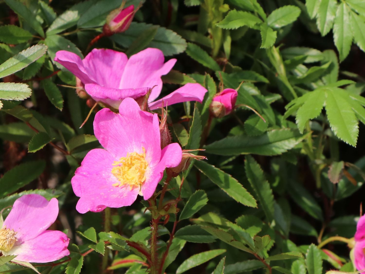 Glanzblättrige Rose - Rosa nitida