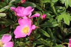 Glanzblättrige Rose - Rosa nitida