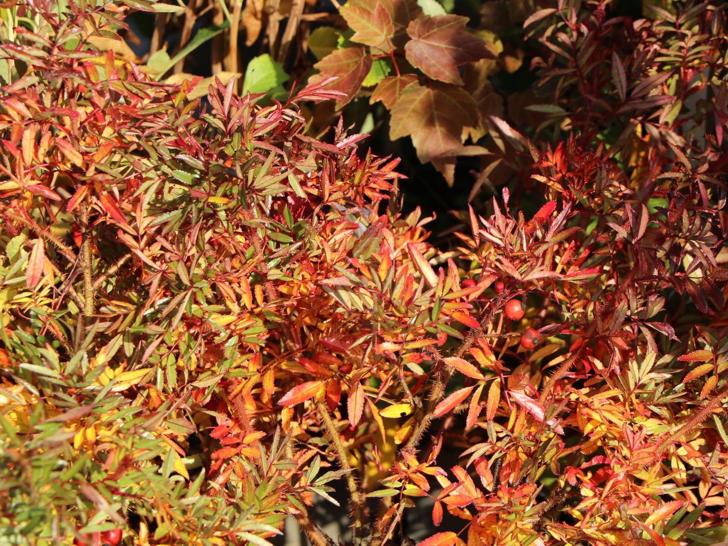 Glanzblättrige Rose - Rosa nitida