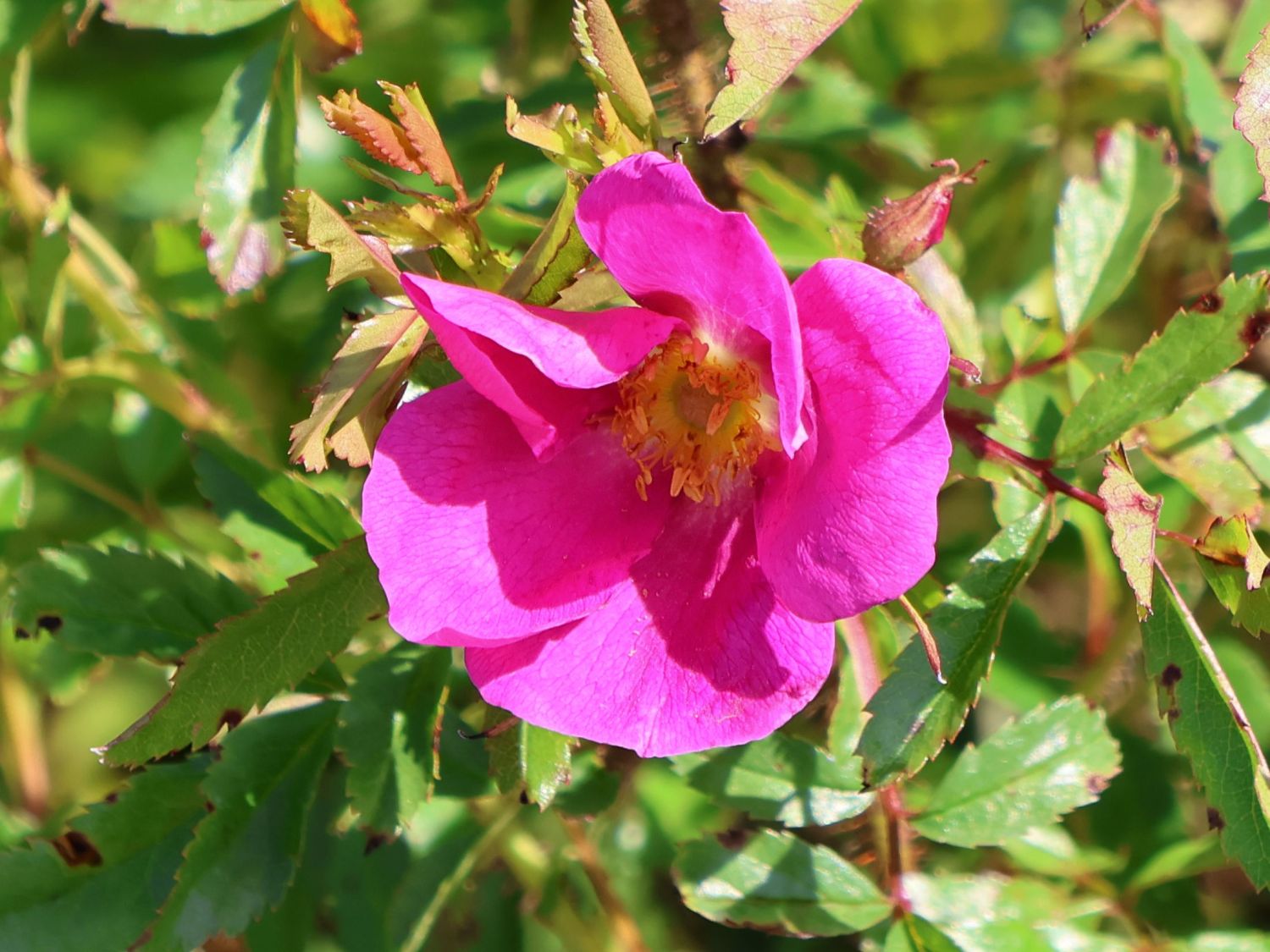 Glanzblättrige Rose - Rosa nitida