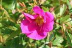 Glanzblättrige Rose - Rosa nitida